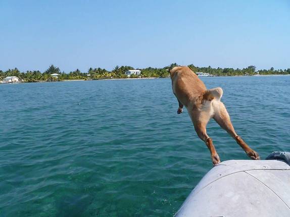 Feliz e obediente, o Chimi se atira na água em direção à terra firme, na grande barreira de corais de Belize